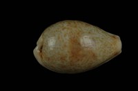 藏品(瓦氏寶螺)的圖片